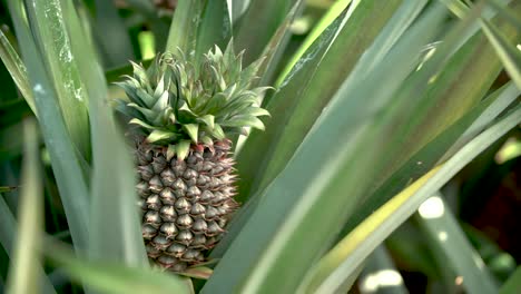 young pineapple plant shot on a6500 with metabone speedbooster and canon 16-35 f2