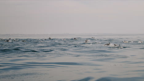 large pod of dolphins swimming and jumping in the ocean