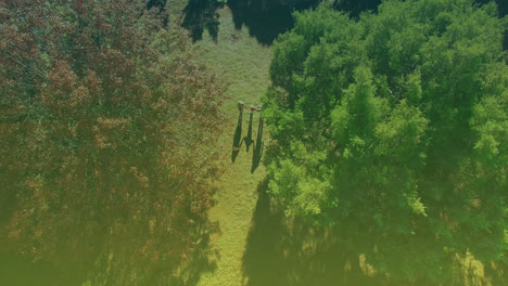 Video-De-Hojas-Cayendo-Sobre-Personas-Caminando-En-Un-Parque-Con-árboles-En-Un-Día-Soleado