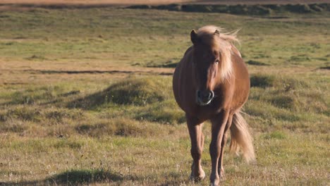 Caballo-Islandés-Castaño-Caminando-En-Un-Campo-De-Hierba,-Melena-Soplada-Por-El-Viento