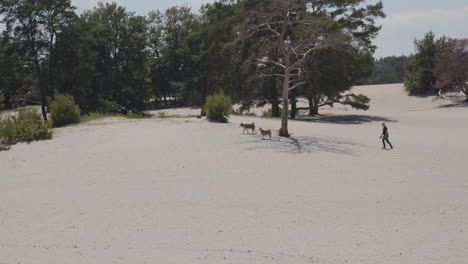 Hombre-Caminando-Detrás-De-Sus-Dos-Perros-En-Hermosas-Dunas-De-Arena-En-Un-Día-Soleado-De-Verano