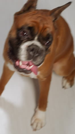 hungry brown dog with tongue out sits on floor in kitchen waiting for food. owner teases domestic animal with delicious snack at home closeup