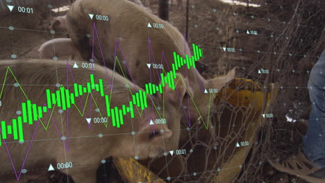 animating financial data chart over pigs eating in pen