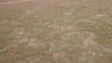 Aerial-drone-shot-of-lone-tree-in-a-large-plain,-in-golden-California,-early-morning-cloudy-day,-with-lone-tree-as-drone-flies-close-to-ground-tilts-up-to-reveal-tree-and-passes-over-it