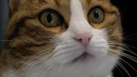 beautiful calico cat curiously looking around