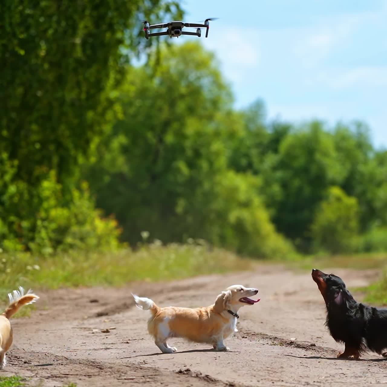 Dogs playing together outdoors