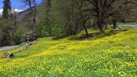 beautiful yellow flower meadow in a mountain valley