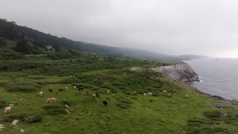 cows grazing on a coastal hillside