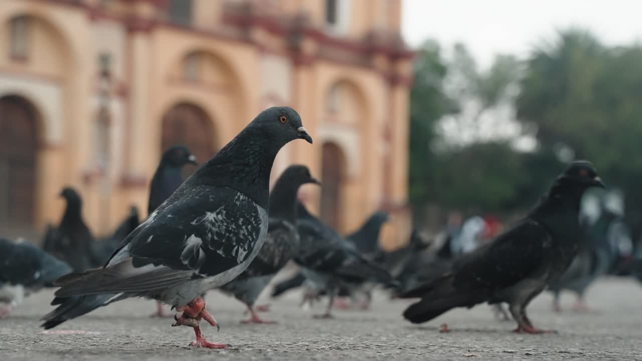 palomas mensajeras en el suelo fuera de la catedral de san cristóbal de las casas en méxico