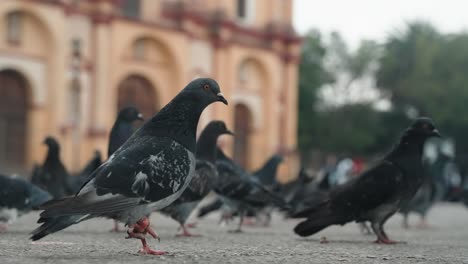 homing pigeons on the ground outside cathedral of san cristobal de las casas in mexico