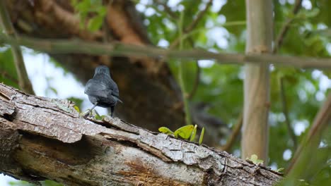 Estornino-Brillante-Asiático-Adulto-Negro-Encaramado-En-Tronco-De-árbol---Primer-Plano