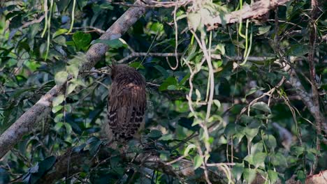 Die-Buffy-Fish-Owl-Ist-Eine-Große-Eule-Und-Doch-Die-Kleinste-Unter-Den-Vier-Fischeulen