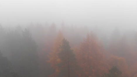 aerial: cloud shrouded colorful trees in autumn