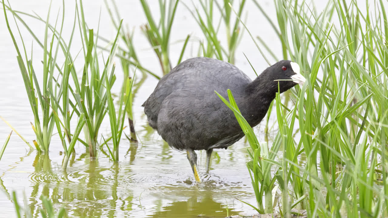 Eurasian coot has a distinctive white beak and 'shield' above the beak which earns it the title 'bald coot