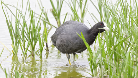 eurasian coot has a distinctive white beak and 'shield' above the beak which earns it the title 'bald coot