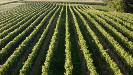 Aerial flight above rows of grape vineyards in wine country