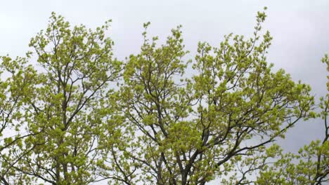 yellow leaved tree crown blowing in the wind on a foggy bad weather day