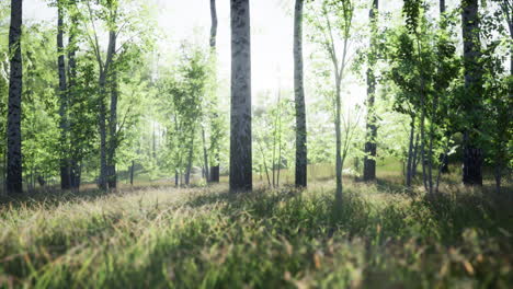 bosque de abedul iluminado por el sol
