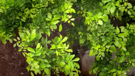 hojas verdes naturales balanceándose en la luz del sol después de la lluvia, hojas verdes brillantes de los árboles ondeando en el viento