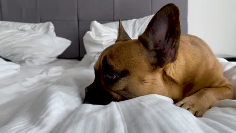 french bulldog lying and relaxing in the bed with white blanket