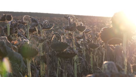 vintage withered sunflowers in the autumn field vintage withered sunflowers in the autumn field landscape of dried sunflowers at sunset