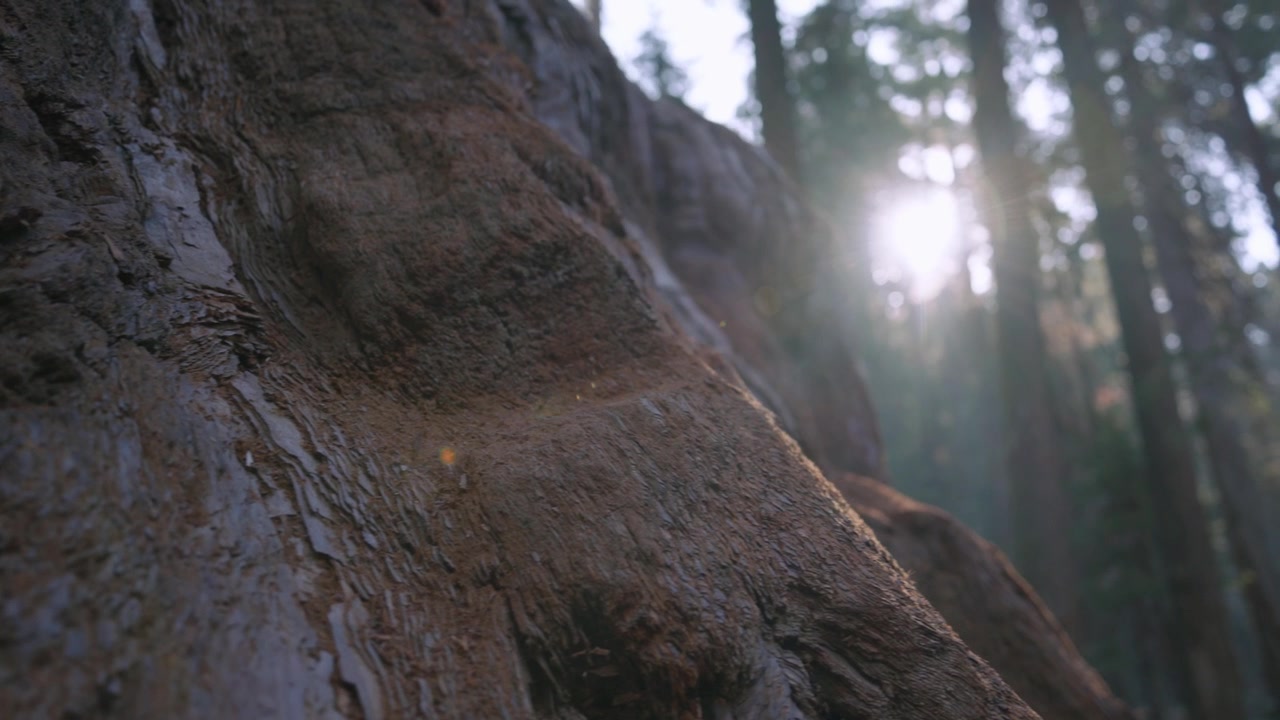 Primo piano della texture ruvida della corteccia di sequoia con la luce del sole che filtra attraverso la foresta