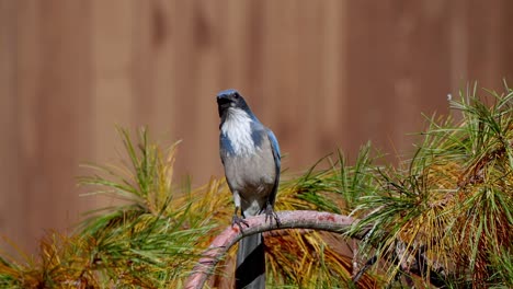 movimiento lento de un arbusto perchado en un árbol con una sombra de otro pájaro volando por