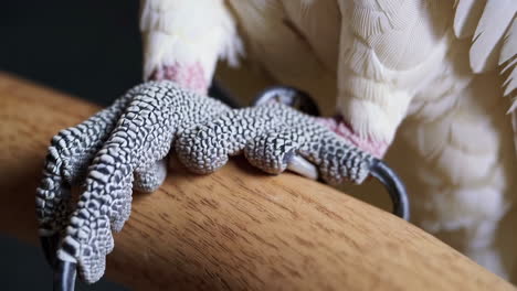 close-up of a cockatoo's foot