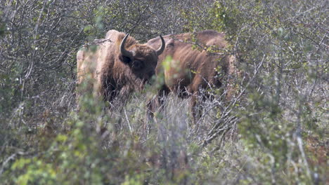 dos bisontes europeos bonasus pastando en un matorral seco,soleado,chequia