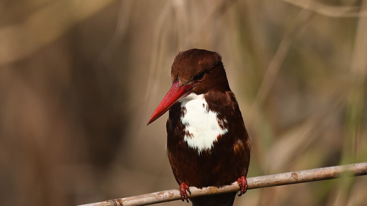 Natural environment frames white throated kingfisher scanning ground for movement