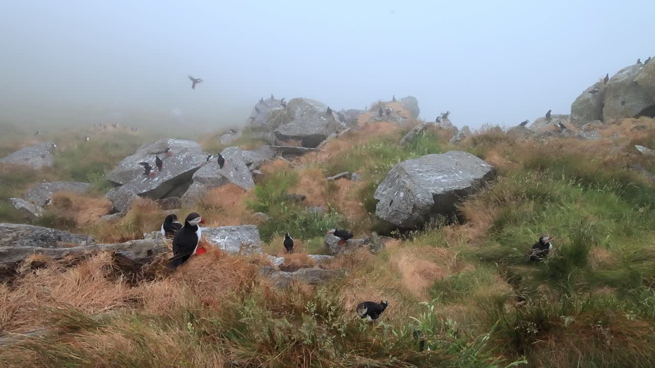 papagayo atlántico (fratercula arctica), en la roca de la isla de runde (noruega).
