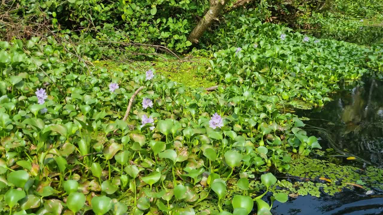 Picturesque close-up of water lilies and dense tropical vegetation in the backwaters near Kochi, India, capturing the serene beauty of this tranquil landscape