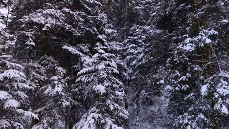 Aerial-of-a-forest-in-heavy-snow-fall