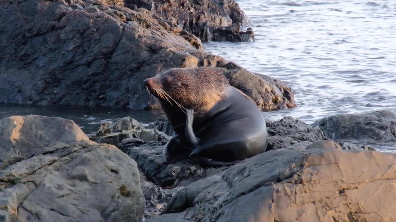 un gran macho de foca de piel relajándose y rascándose la cabeza en la costa de wellington, nueva zelanda aotearoa