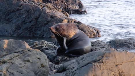 Large-male-fur-seal-relaxing-and-scratching-his-head-on-the-coastline-of-Wellington,-New-Zealand-Aotearoa