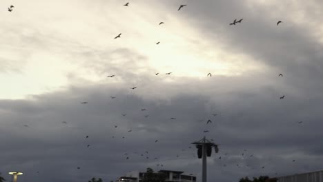 large colony of bats flying across the evening sky in noosa, australia