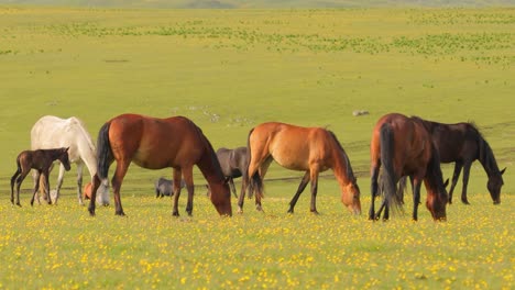 horses grazing on a green meadow in a mountain landscape.