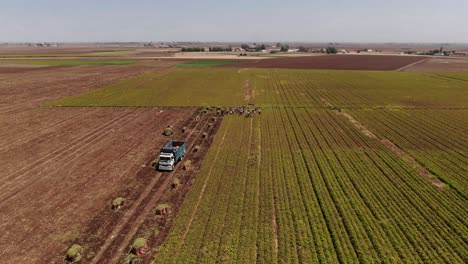 drone shot of truck advancing in carrot field for loading: agricultural logistics in action