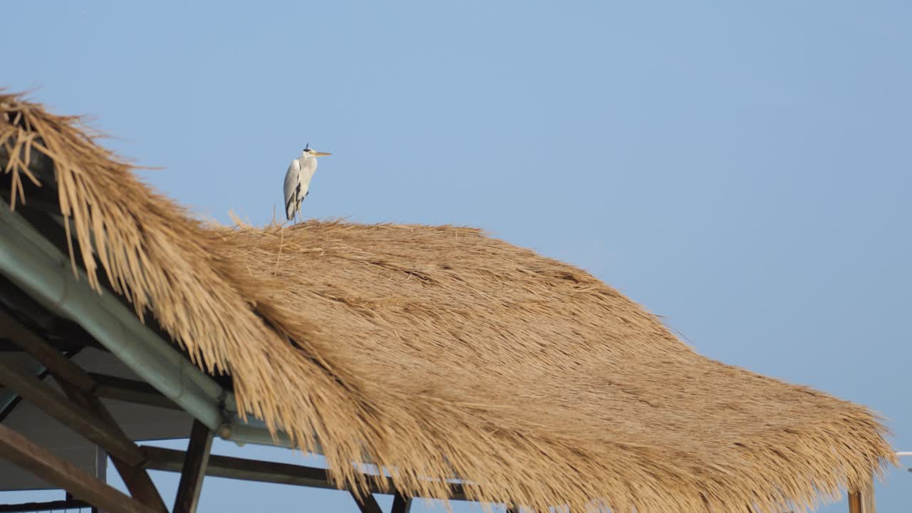 은 하늘 아래의  지붕에 서 있는 외로운 헤이런은 평화로운 고독을 불러일으킨다