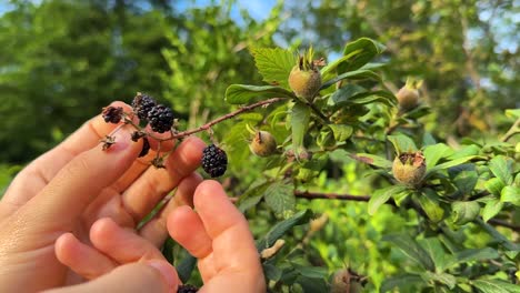 Níspero-De-Baya-De-Fruta-Silvestre-En-El-Bosque-Comida-Natural-Selección-Orgánica-Por-Mujer-Mano-Dedo-Toque-Naturaleza-Senderismo-Verano-Paisaje-Escénico-Pueblo-Rural-En-Irán-Arbustos-árbol-Fondo-Verde-Bayas-Negras-Maduras-Sabrosas