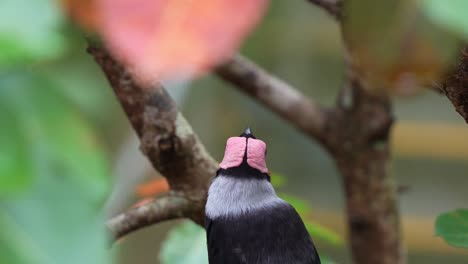 Wild-coleto,-sarcops-calvus-perching-on-tree-branch,-chirping-amidst-the-lush-tree-canopy-of-its-natural-habitat,-wondering-around-its-surrounding-environment,-close-up-shot