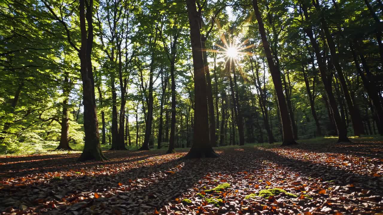 Una serena scena di una foresta con la luce del sole che filtra tra gli alberi, catturata da un angolo basso