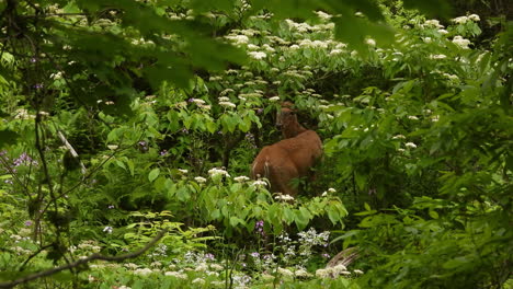 deer among the bushes and dense trees in the forest