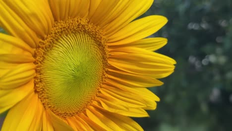 bright yellow sunflower in garden