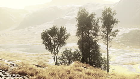 misty mountain landscape with trees