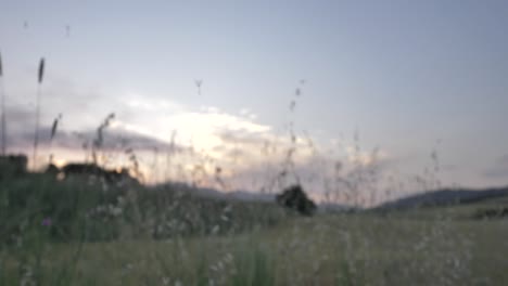 common dandelion seeds blowing over meadow field at evening, pan