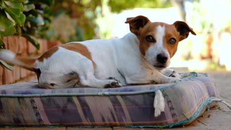 Excited-Jack-Russell-wags-tail-vigorously-on-cushion