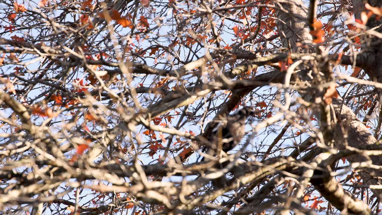 animal navegando a través de las ramas de los árboles