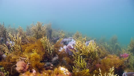 Riesige-Australische-Tintenfische-Sepia-Apama-Migration-Whyalla-Südaustralien-4k-Zeitlupe,-Paarung,-Eier-Legen,-Kämpfen,-Aggregation,-Unter-Wasser