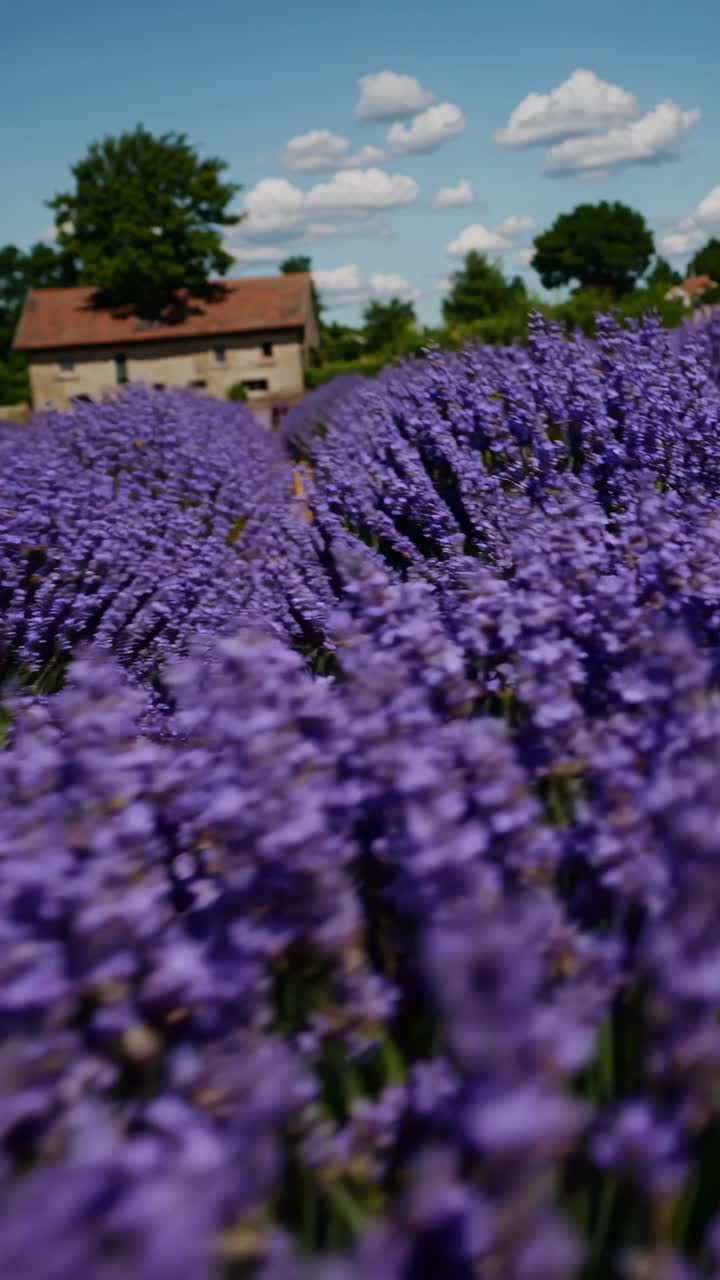 Campo di lavanda vibrante sotto un cielo azzurro e limpido, ripreso dal basso.